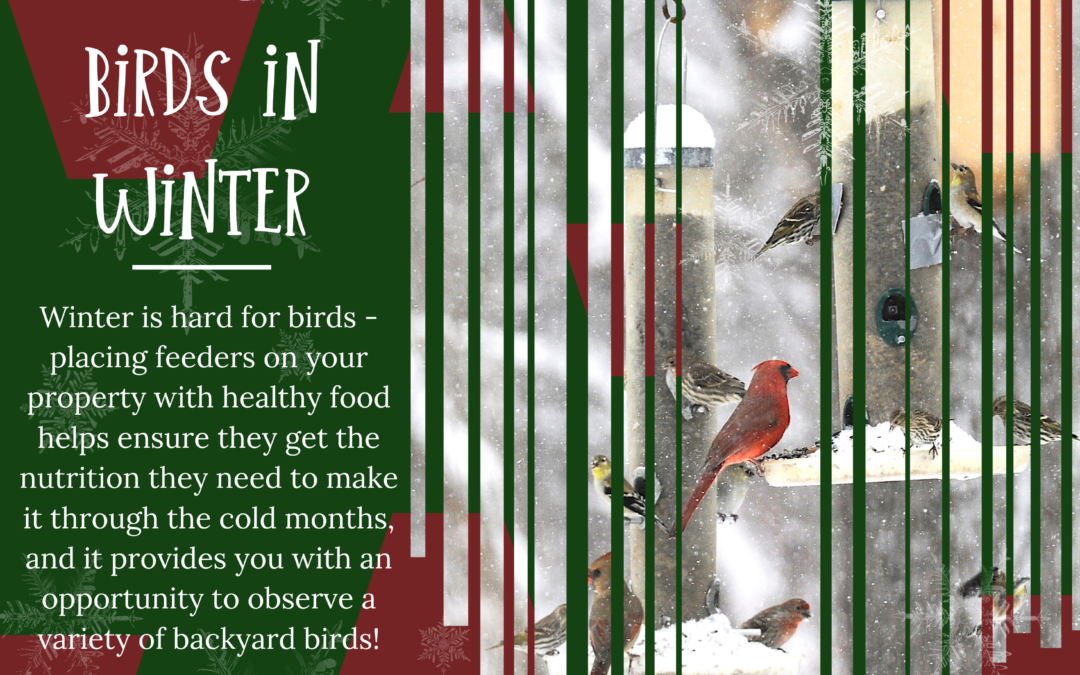 This Winter, Feed the Birds!